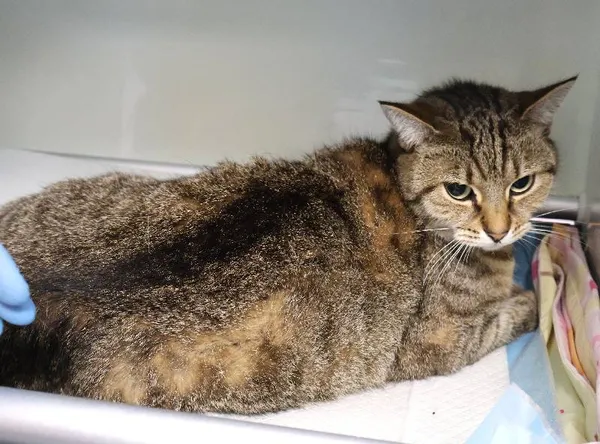 Znaleziono kota, Łódź, 12 października 2025 (3/4)