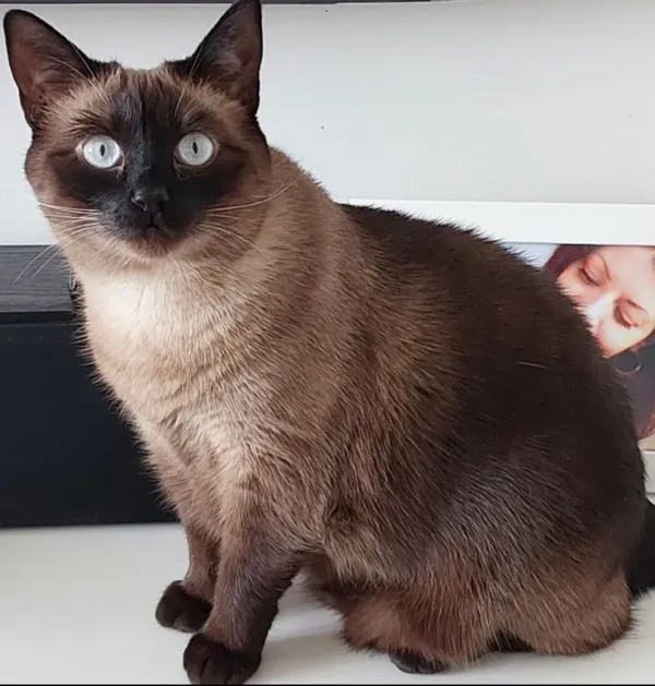 Zaginął kot, Terespol, 12 października 2025 (1/4)