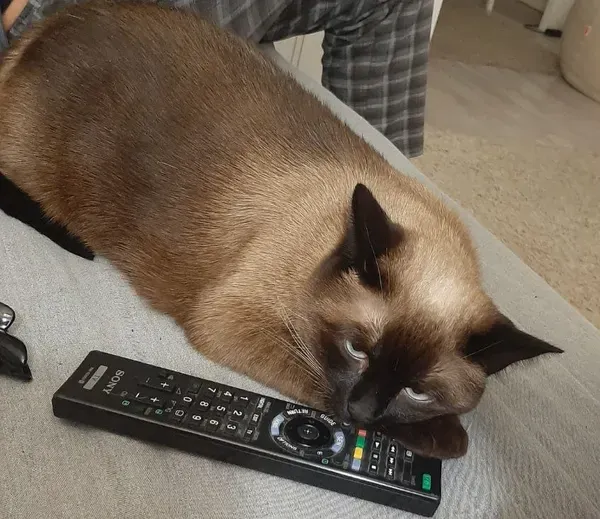 Zaginął kot, Terespol, 12 października 2025 (4/4)