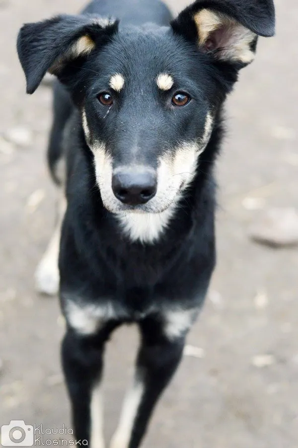 Oddam psa, Olsztyn, Likusy, 12 października 2025 (1/5)