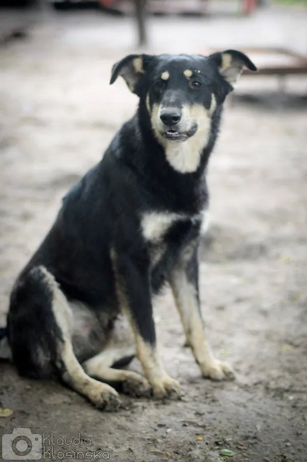 Oddam psa, Olsztyn, Likusy, 12 października 2025 (2/5)