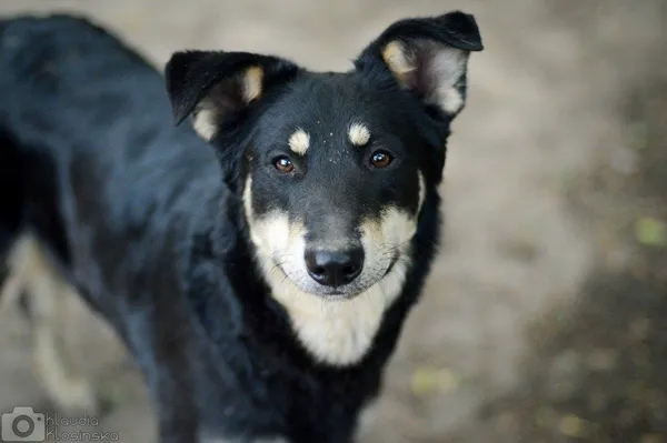 Oddam psa, Olsztyn, Likusy, 12 października 2025 (3/5)