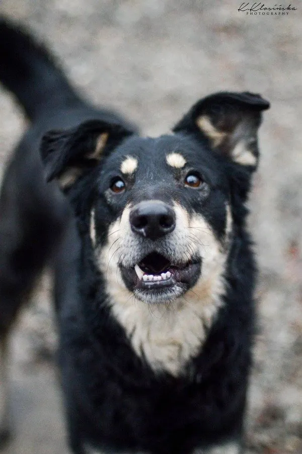 Oddam psa, Olsztyn, Likusy, 12 października 2025 (4/5)