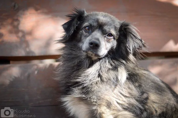 Oddam psa, Warszawa, Pelcowizna, 12 października 2025 (4/6)