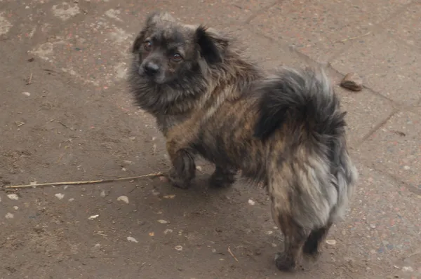 Oddam psa, Warszawa, Pelcowizna, 12 października 2025 (5/6)