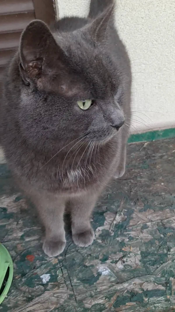 Zaginął kot, Goszczynno, 12 października 2025