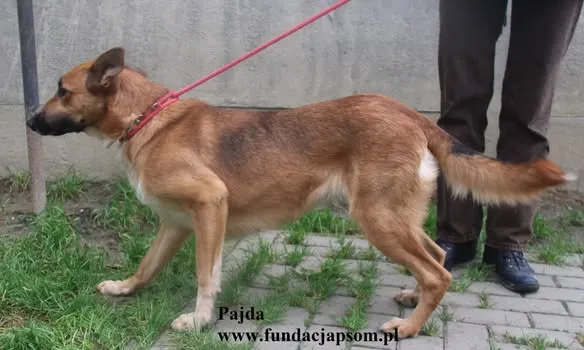 Pies do adopcji, Nowy Dwór Mazowiecki, 12 października 2025 (4/4)