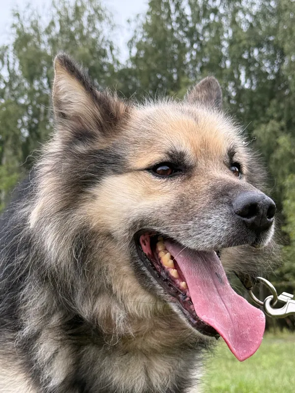 Pies do adopcji, Pieczyska, 12 października 2025 (2/5)