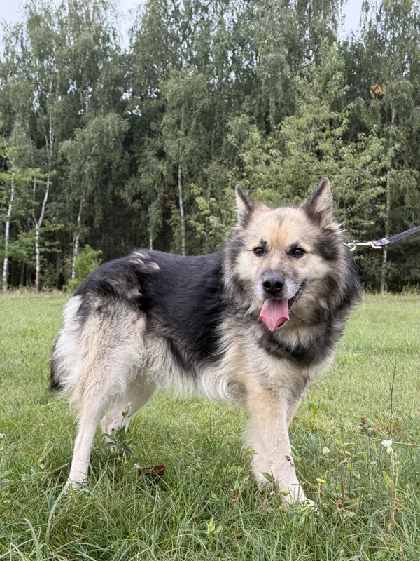 Pies do adopcji, Pieczyska, 12 października 2025 (3/5)