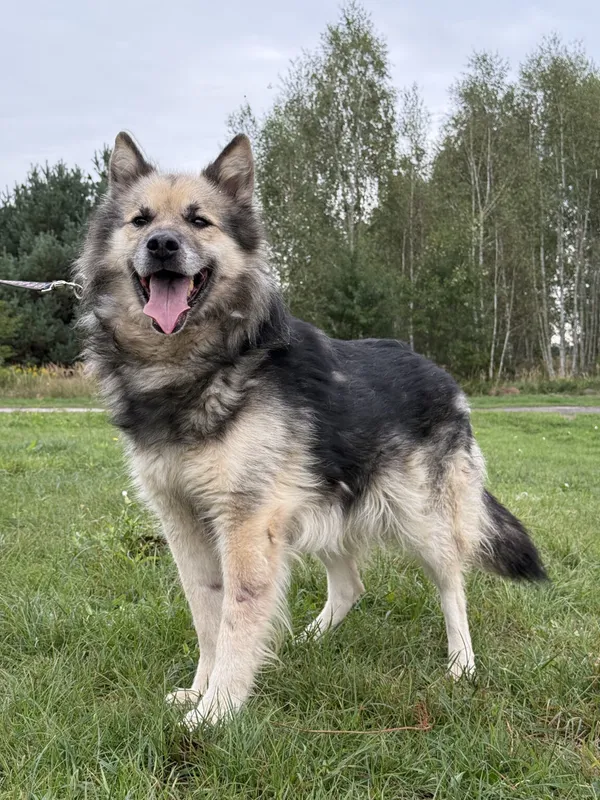 Pies do adopcji, Pieczyska, 12 października 2025 (4/5)