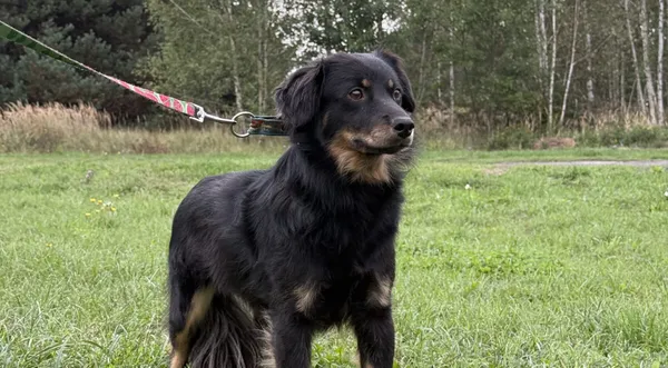 Pies do adopcji, Pieczyska, 12 października 2025 (1/4)