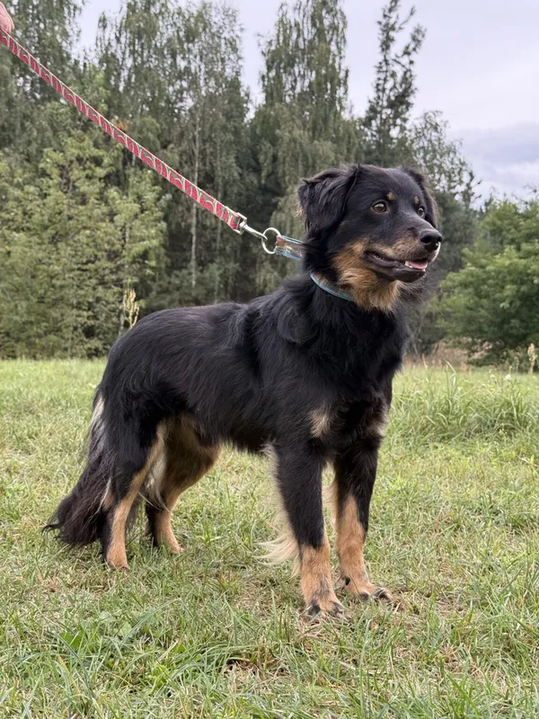 Pies do adopcji, Pieczyska, 12 października 2025 (2/4)