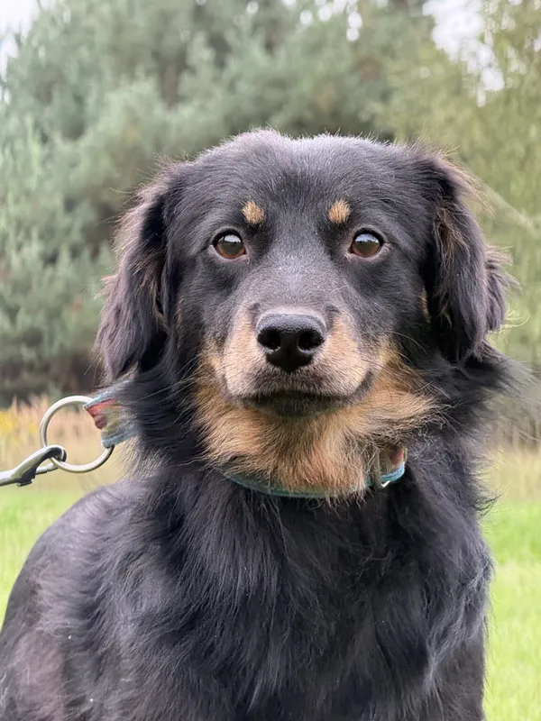 Pies do adopcji, Pieczyska, 12 października 2025 (3/4)