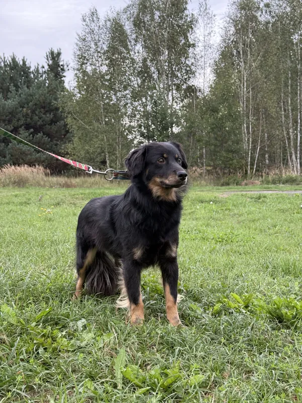 Pies do adopcji, Pieczyska, 12 października 2025 (4/4)