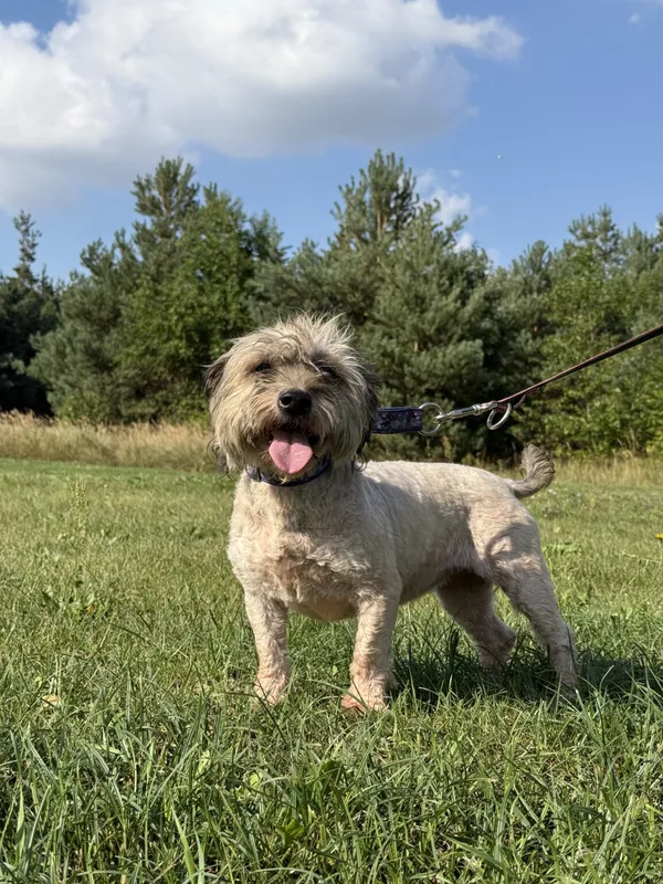 Pies do adopcji, Pieczyska, 12 października 2025 (2/5)