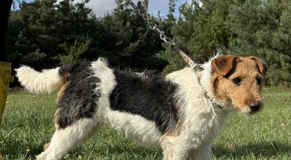 Pies do adopcji, Pieczyska, 12 października 2025 (1/5)