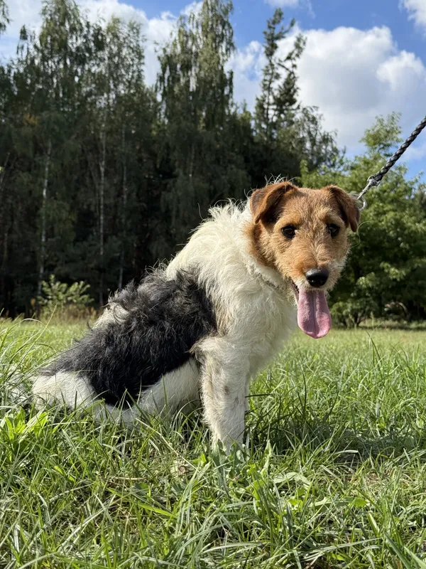 Pies do adopcji, Pieczyska, 12 października 2025 (3/5)