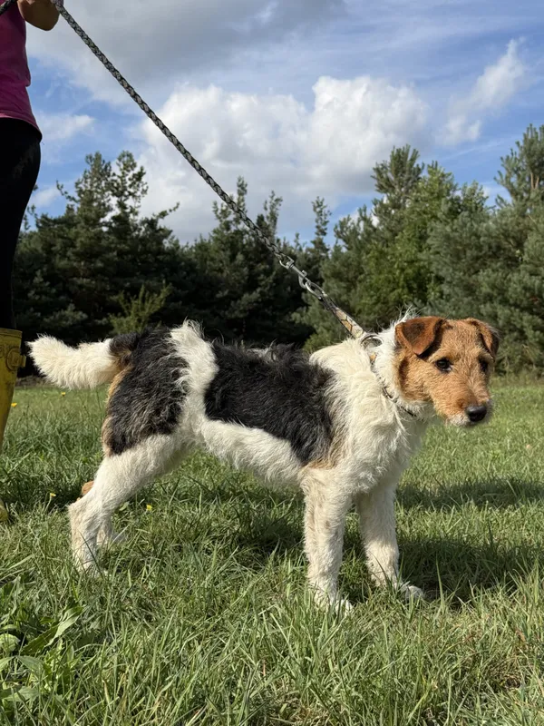 Pies do adopcji, Pieczyska, 12 października 2025 (4/5)