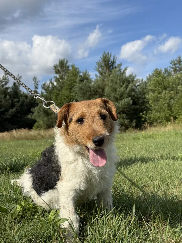 Pies do adopcji, Pieczyska, 12 października 2025 (5/5)