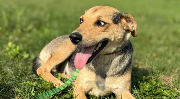 Pies do adopcji, Pieczyska, 12 października 2025 (1/4)