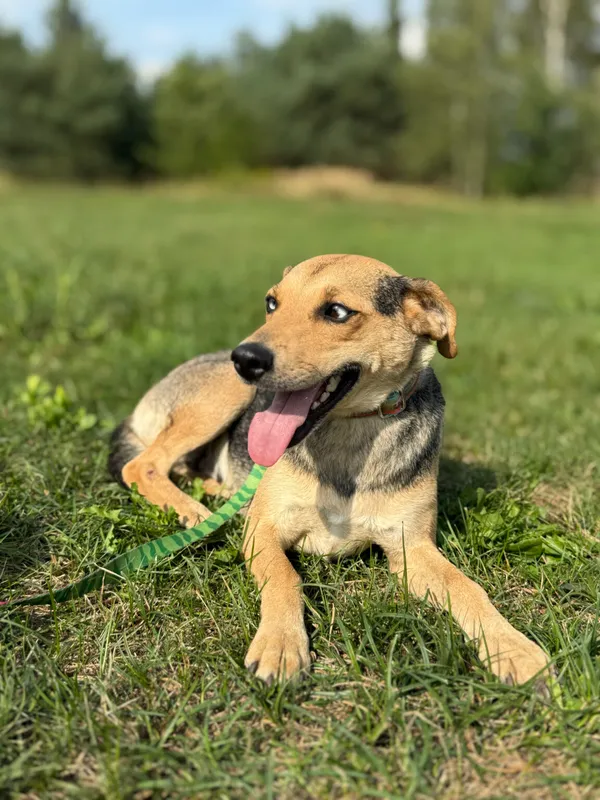 Pies do adopcji, Pieczyska, 12 października 2025 (2/4)