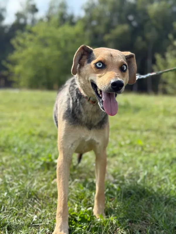 Pies do adopcji, Pieczyska, 12 października 2025 (4/4)