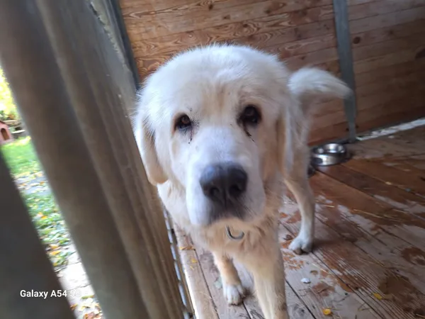 Pies do adopcji, Orzechowce, 11 października 2025 (1/3)