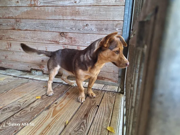 Pies do adopcji, Orzechowce, 11 października 2025 (3/3)