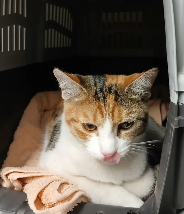 Znaleziono kota, Gdańsk, 13 października 2025