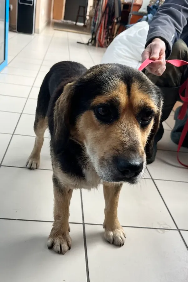 Znaleziono psa, Gdańsk, 11 października 2025