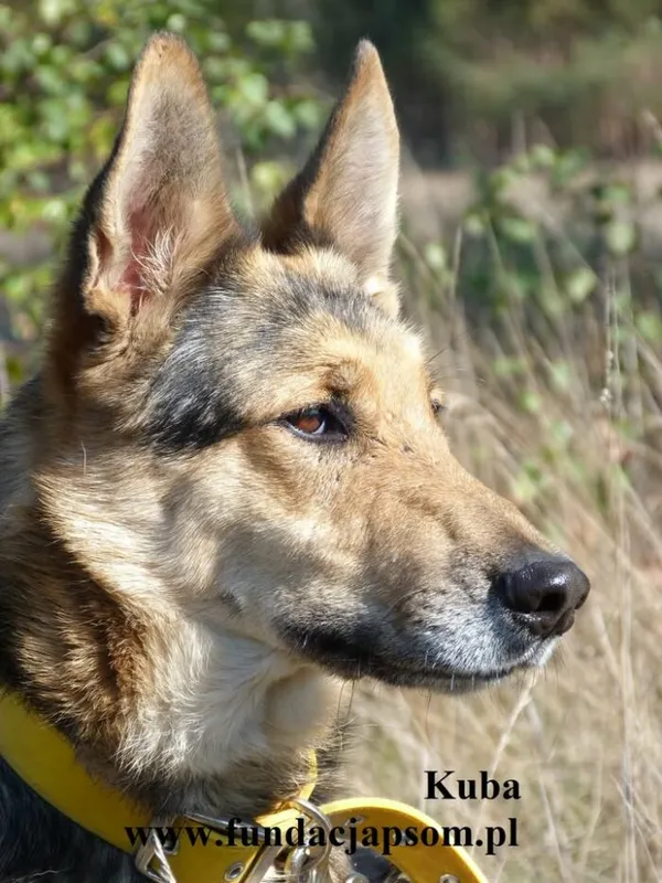 Pies do adopcji, Nowy Dwór Mazowiecki, 13 października 2025 (1/4)
