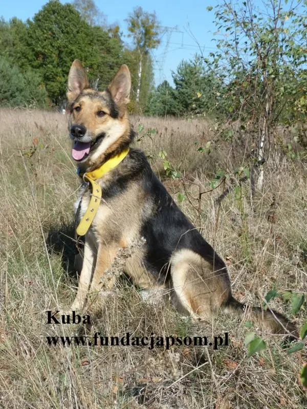 Pies do adopcji, Nowy Dwór Mazowiecki, 13 października 2025 (2/4)