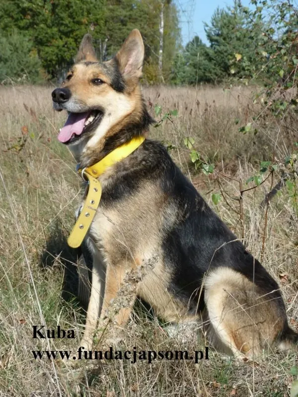 Pies do adopcji, Nowy Dwór Mazowiecki, 13 października 2025 (3/4)