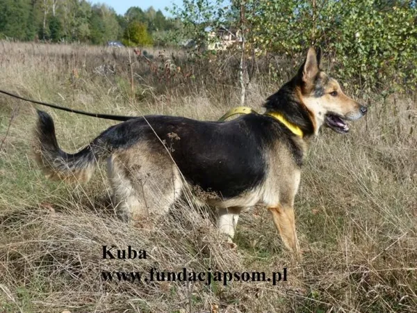 Pies do adopcji, Nowy Dwór Mazowiecki, 13 października 2025 (4/4)