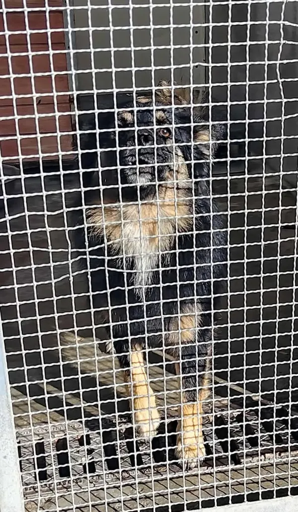 Znaleziono psa, Lublin, 12 października 2025