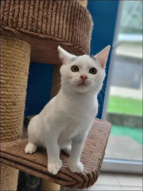 Znaleziono kota, Grudziądz, 25 lipca 2025