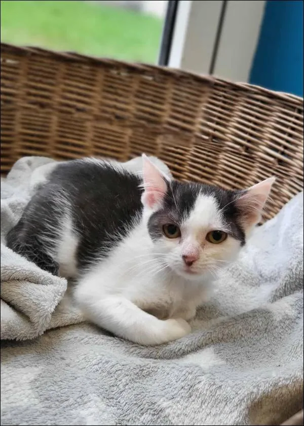 Znaleziono kota, Grudziądz, 22 sierpnia 2025