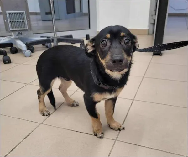 Znaleziono psa, Grudziądz, 7 października 2025