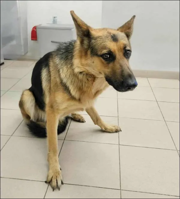 Znaleziono psa, Grudziądz, 1 października 2025