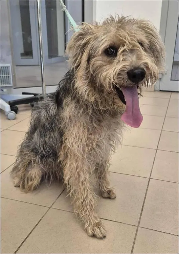 Znaleziono psa, Grudziądz, 10 października 2025