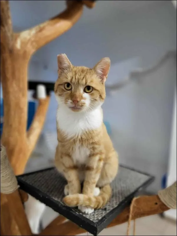 Znaleziono kota, Grudziądz, 11 września 2025