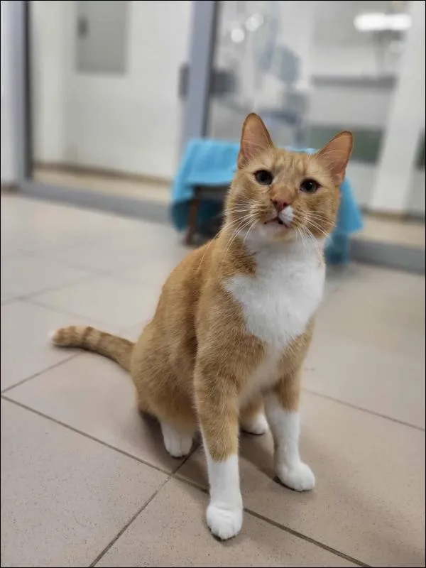 Znaleziono kota, Grudziądz, 13 sierpnia 2025