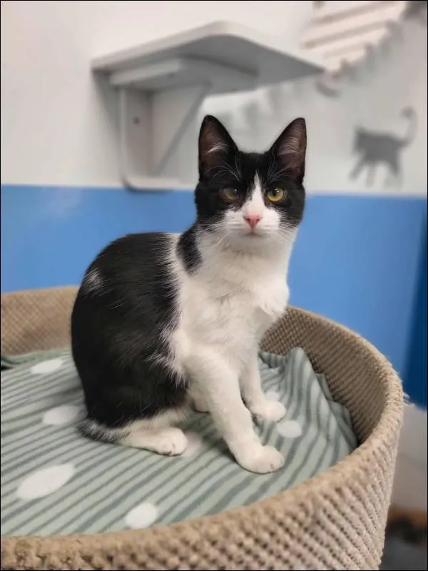 Znaleziono kota, Grudziądz, 5 czerwca 2025