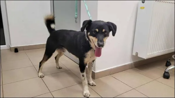 Znaleziono psa, Grudziądz, 12 października 2025