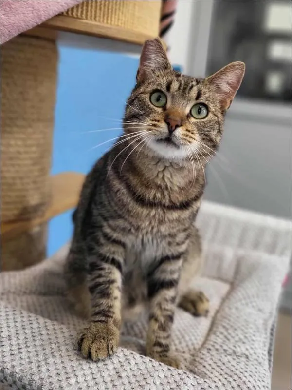 Znaleziono kota, Grudziądz, 5 września 2025