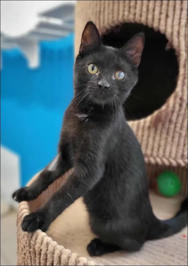 Znaleziono kota, Grudziądz, 25 lipca 2025