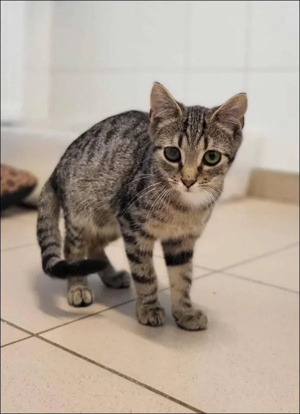 Znaleziono kota, Grudziądz, 25 lipca 2025