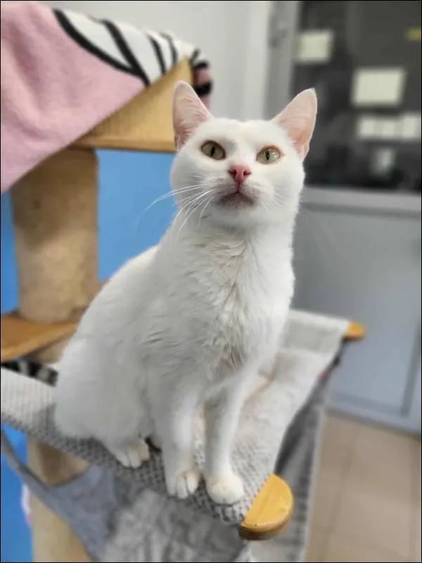 Znaleziono kota, Grudziądz, 5 września 2025