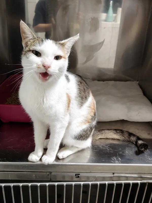 Kot do adopcji, Włocławek, 20 września 2025