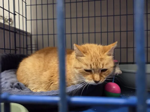 Kot do adopcji, Zgierz, 13 października 2025 (1/4)